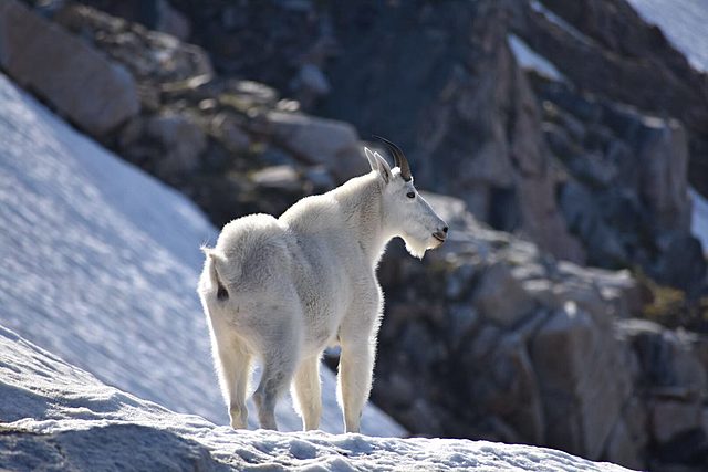 Mountain Goat