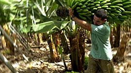 Timeline: Compañías Bananeras de Honduras