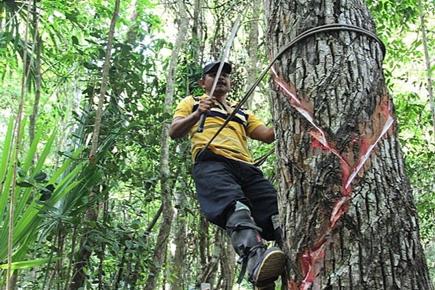 Plan Piloto Chiclero