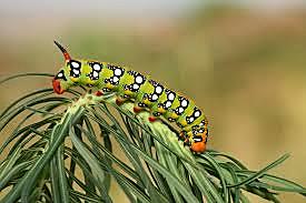 The caterpillar