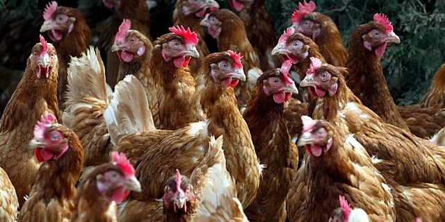 Influenza aviar tipo A (H5N1) de origen Asiático en México