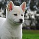 Korean jindo dog 3