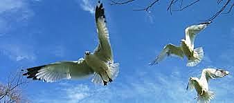 Aparició de les aus