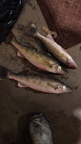 Walleyes