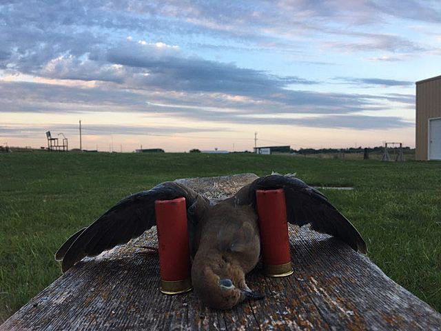 dove hunting