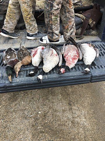 duck/goose hunt