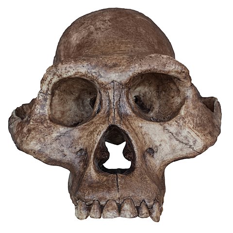 Australopithecus afarensis.