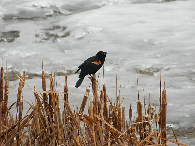 Starting my Bird Project