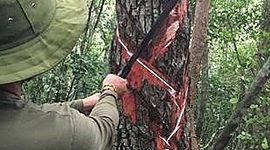 Timeline: Historia del Chicle