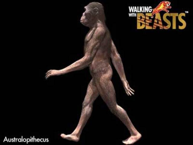 Australopithecus 3.3 -1.8 million BCE