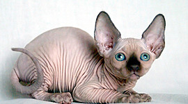 Timeline: space time line