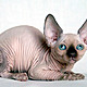 Bald cat