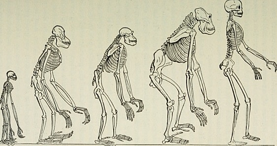 20. Proceso de consolidación de la antropología