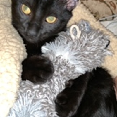 Timeline: simon (spooky) minaj liggins