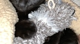 Timeline: simon (spooky) minaj liggins