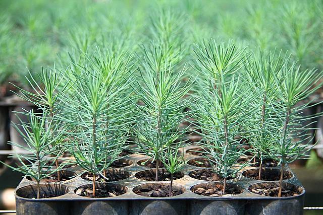 Forestación Pinamar