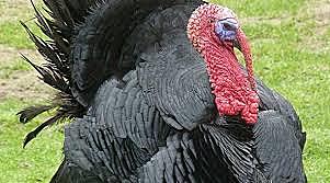 Julia Villamil (18).