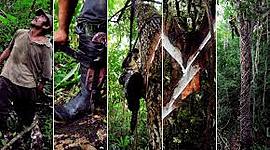 Timeline: El origen del Chicle.