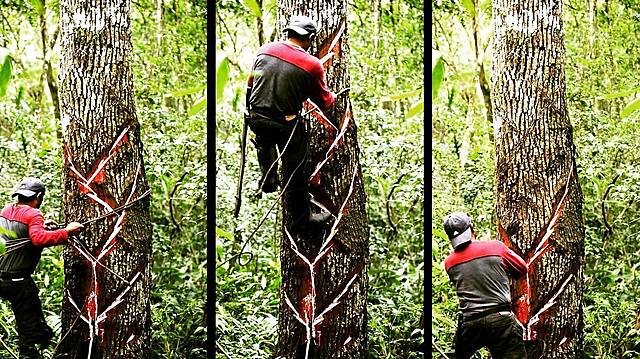 Mayores Ganancias para los Chicleros