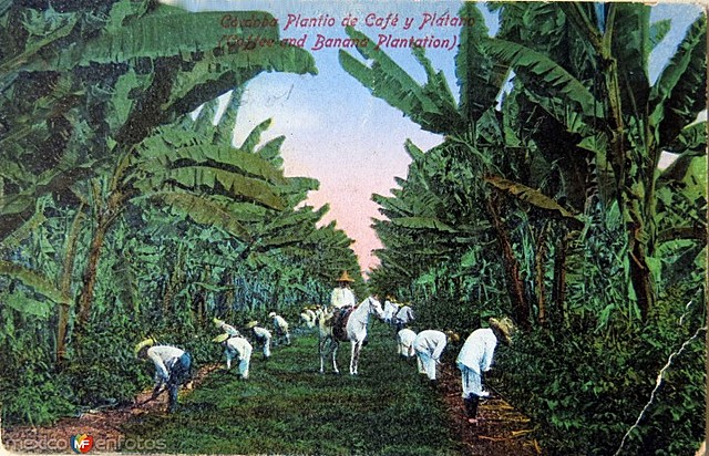 Primeras plantaciones en México