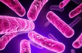 Adolfo Martinez Palomo