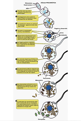 Aparición de la primera célula eucariota.