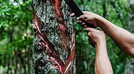 Timeline: LA HISTORIA DEL CHICLE