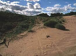 Fijación de medanos