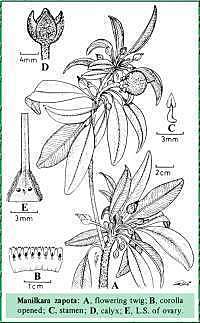 Chicle de la Selva del Petén