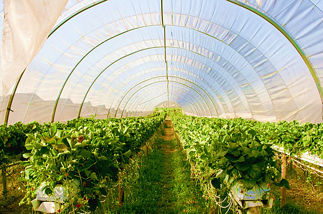Marina y Oscar llegan al invernadero