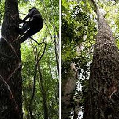 Timeline: Historia del Chicle