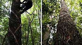 Timeline: Historia del Chicle