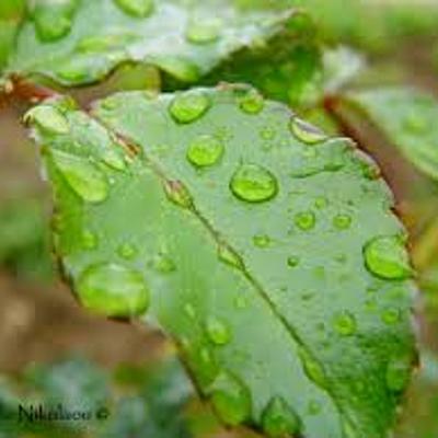 Timeline: ;Άγιος Ισαάκ ο Σύρος