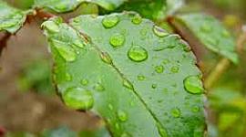 Timeline: ;Άγιος Ισαάκ ο Σύρος