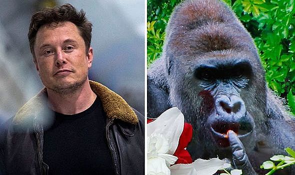 Elon Musk made rap song RIP harambe