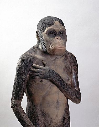 Australopithecus africanus