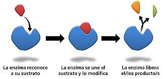 Se descubre el concepto de un gen-una enzima.