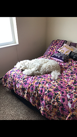 Opal exhausted after moving again