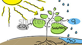 Timeline: Φωτοσύνθεση