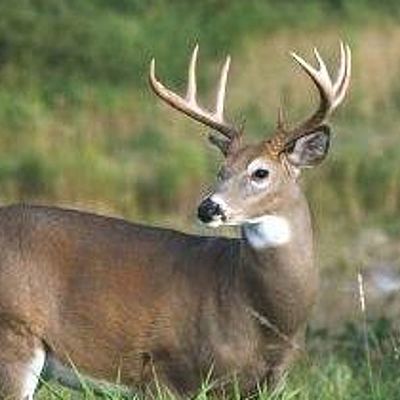 Timeline: Wisconsin Conservation Deer and Elk Committee Meeting Minutes (For Education Purposes Only)