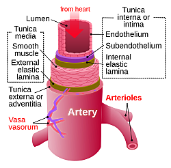 Greeks distinguish between arteries and veins.
