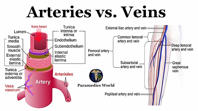 Arteries and Veins