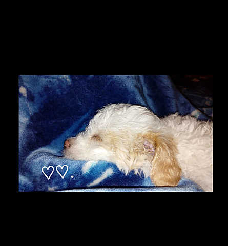 ME DIERON EL MEJOR REGALO DEL MUNDO MI PERRITO LO AMO FOREVER JAJAJA