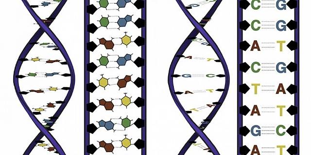 Descubrimiento de los códigos adn