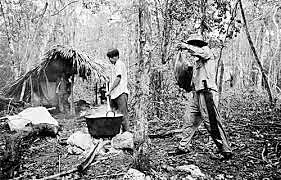 explotación del chicle