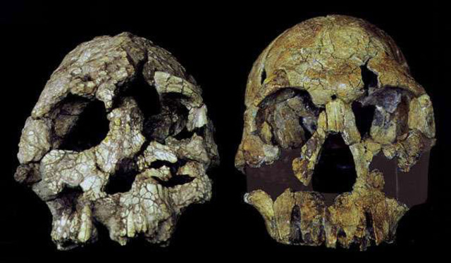 Ardipithecus Ramidus