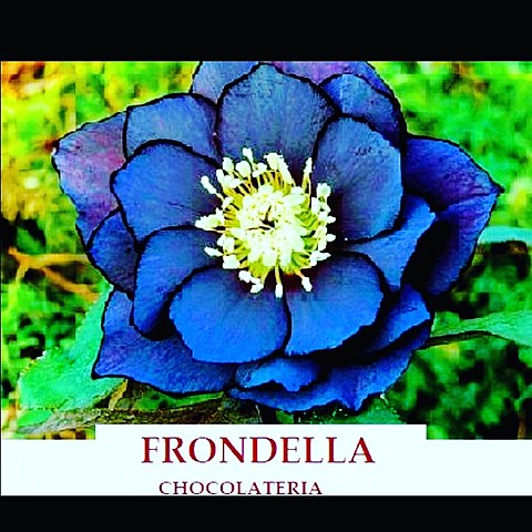 FRONDELLA CHOCOLATERIA