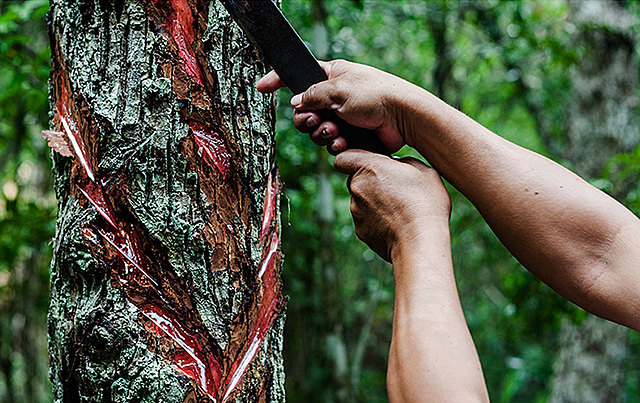 El origen del chicle 1870