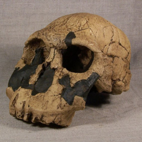 Homo Rudolfensis