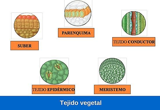 tejido vegetal